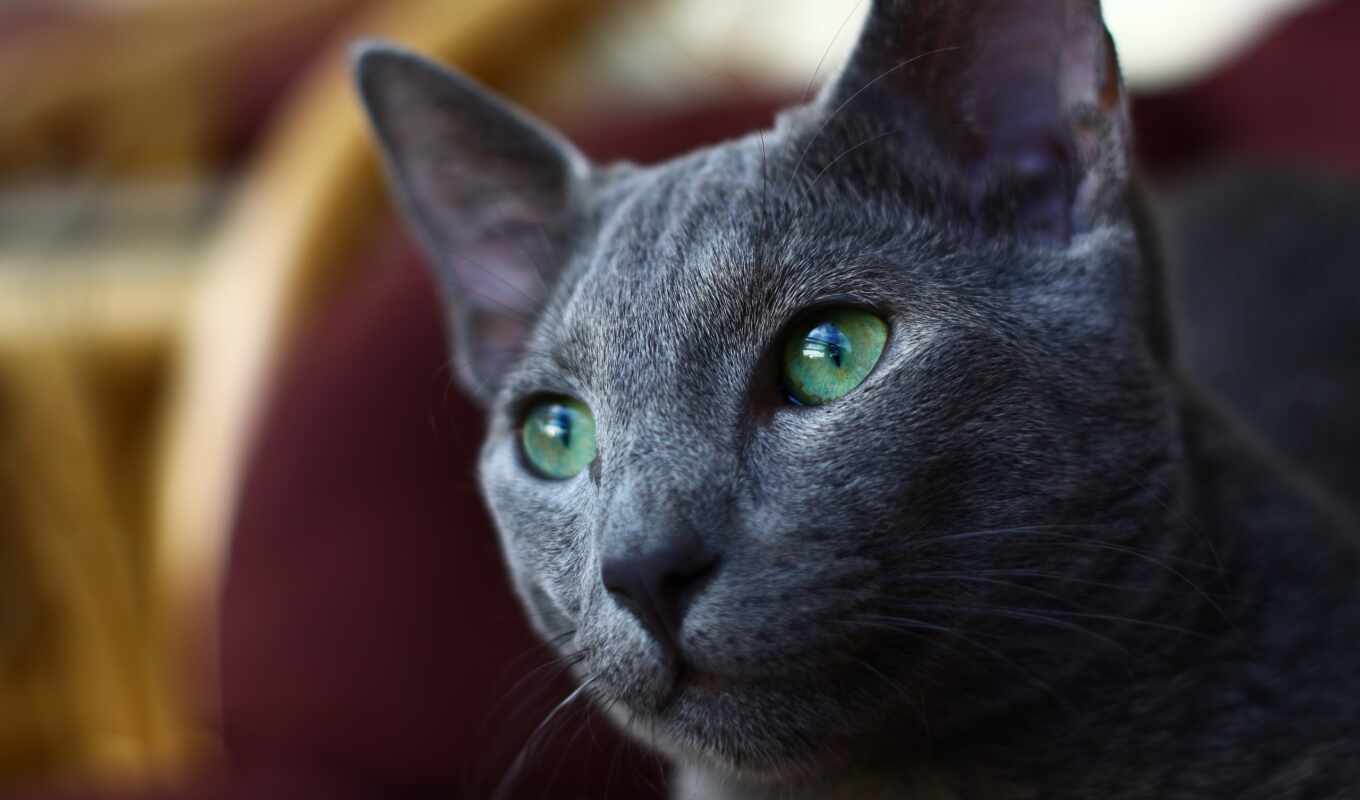 blue, eye, green, gray, russian, cat, breed, incredible, color