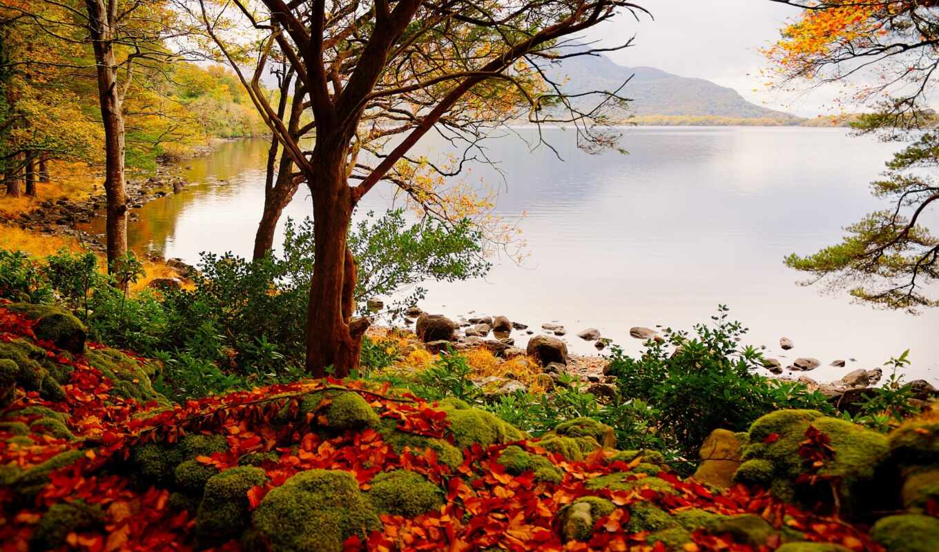 природа, лист, дерево, закат, море, осень, горизонт, красивый