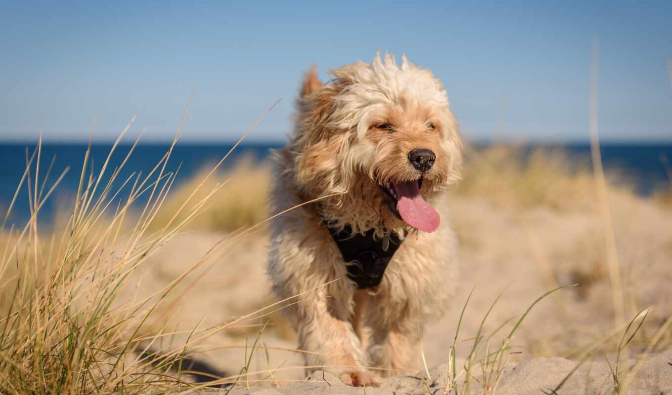 собака, планшетный, устройство, drug, песок, пляж, собака, бесплатный, язык, shirokoformatnyi, smoushond