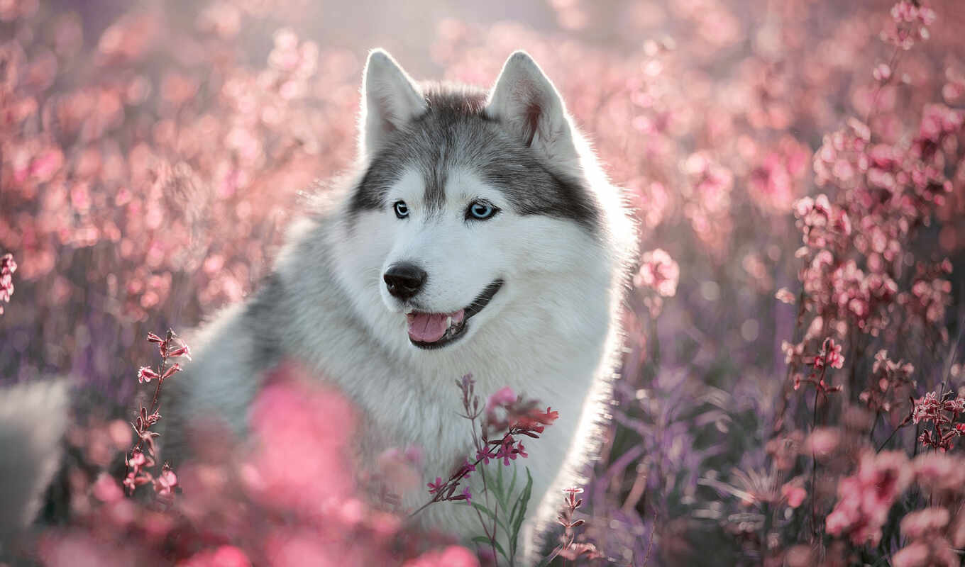 цветы, поле, собака, portrait, тематика, розовый, хаски, bloom, sit, siberian, хаска
