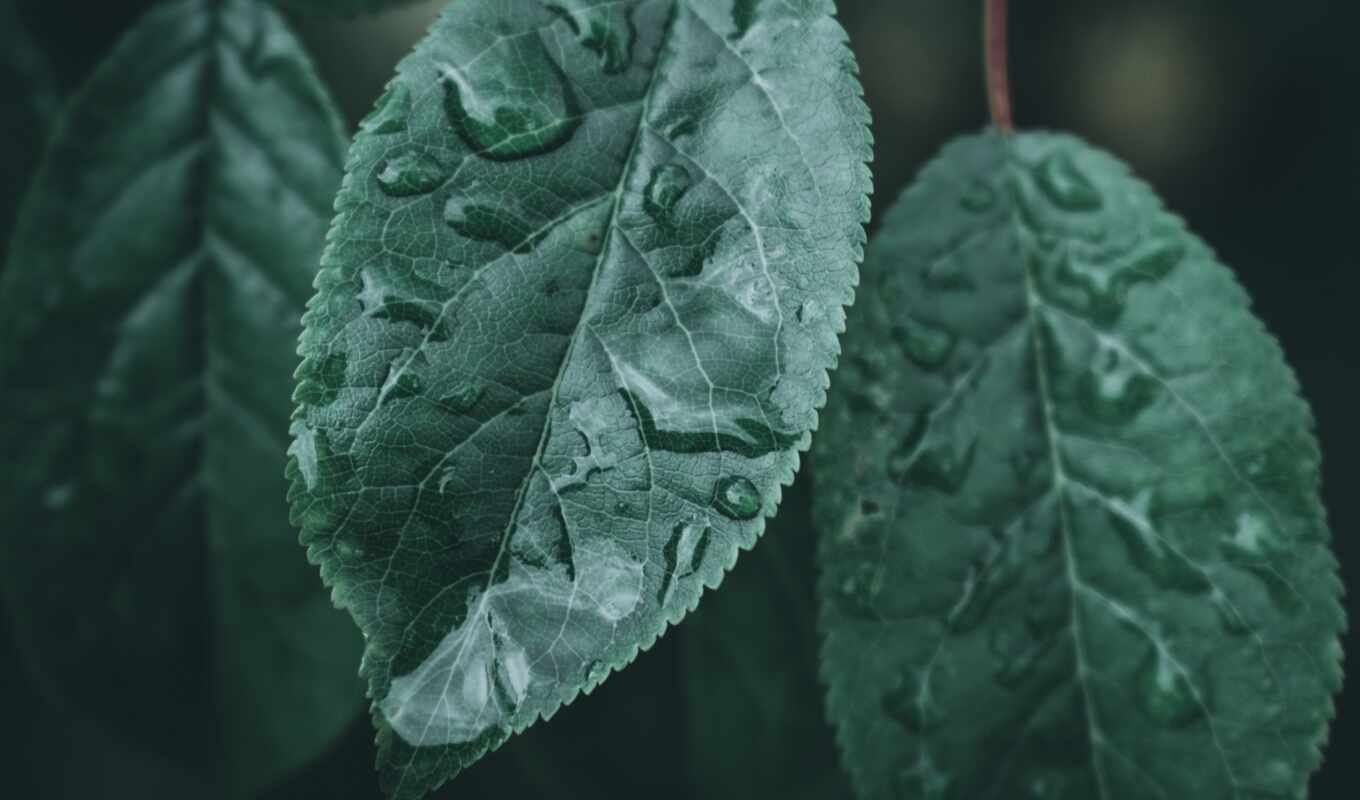 фото, дождь, great, one, sound, растение, many, pexel