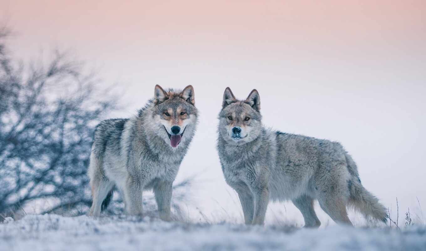 снег, winter, хищник, animal, волк