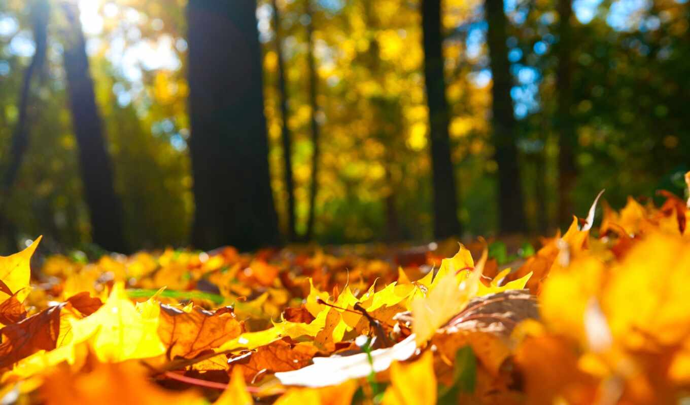 дерево, осень, пасть, leaf