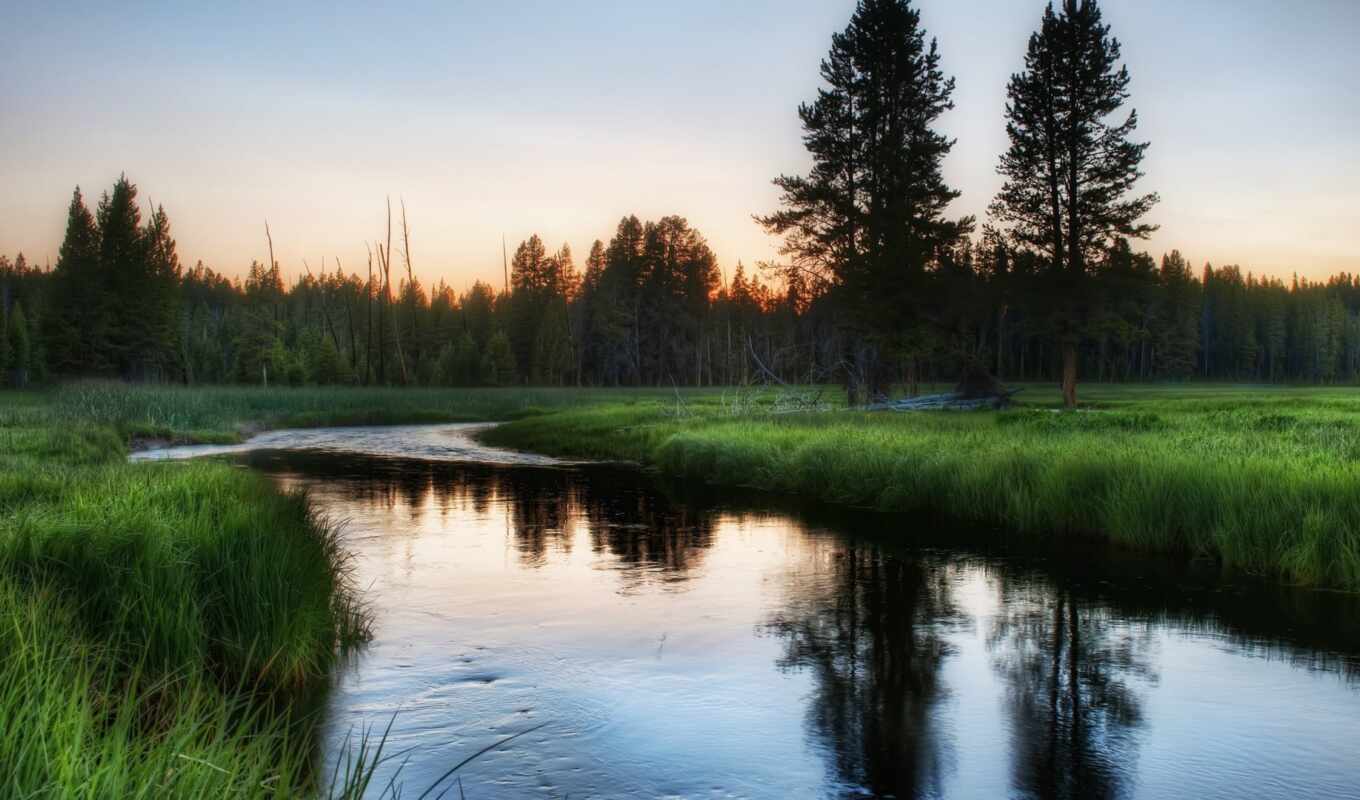 nature, trees, picture, grass, forest, Russia, greenery, morning, river