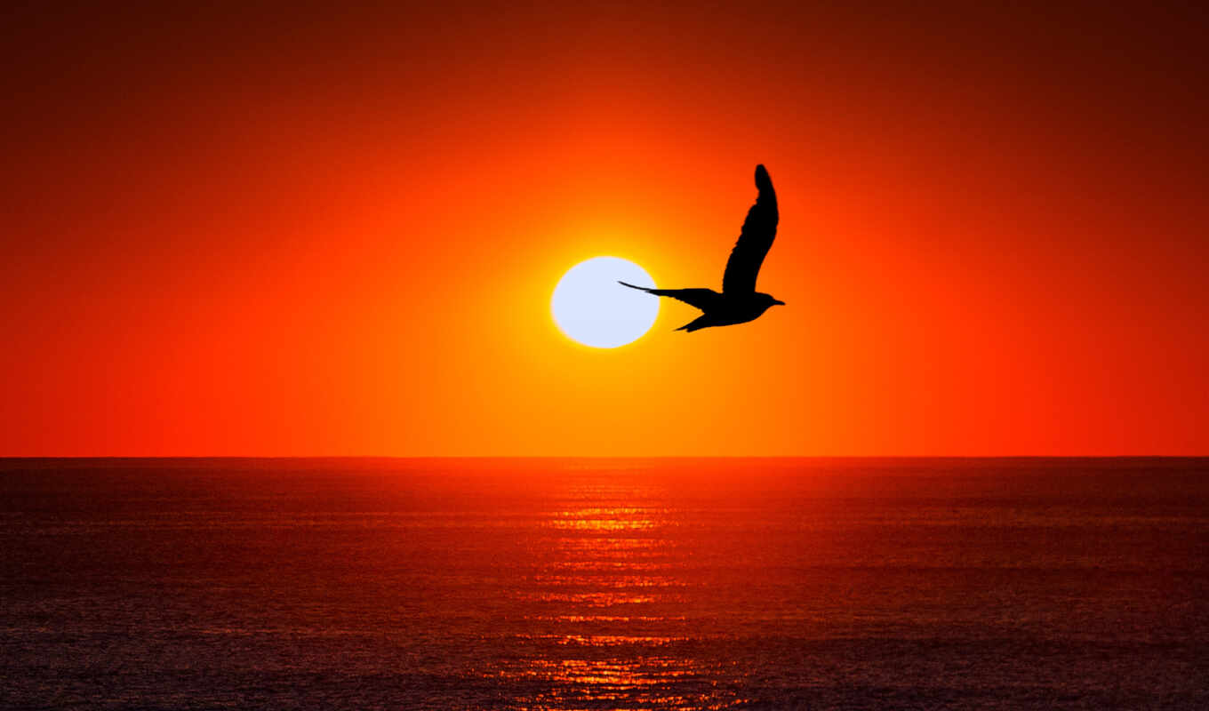 sky, ipad, sun, sea, bird, a shadow, pixabay