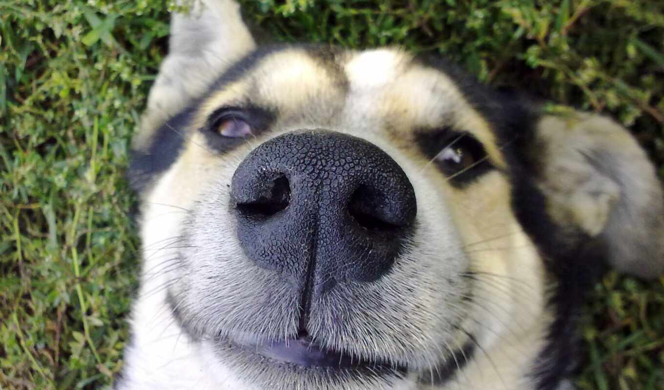 grass, hot, dog, nice, dogs, muzzle, nose, nostril