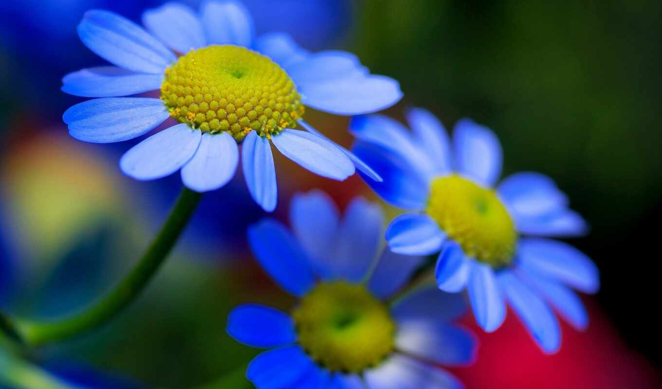 цветы, mobile, blue, flowers