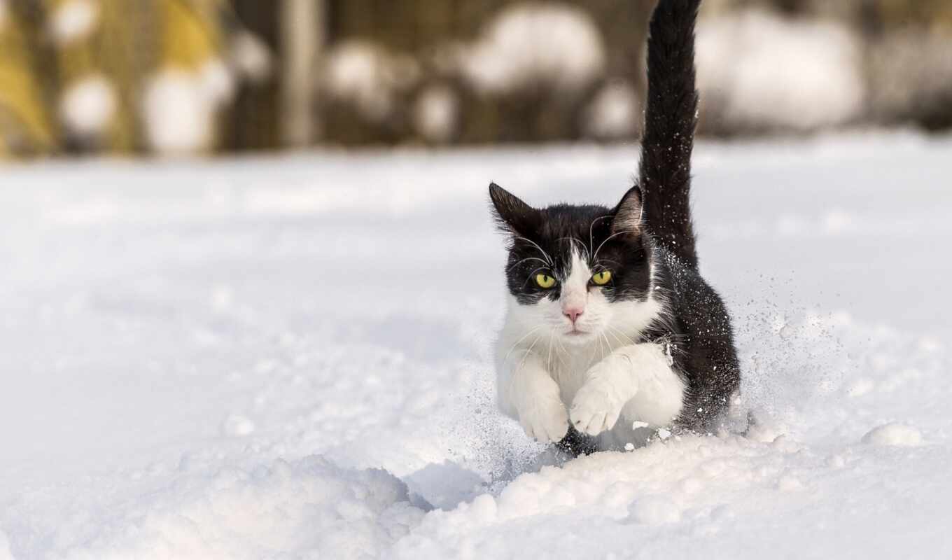 mobile, снег, winter, кот, котенок, средний, малое, snegouborschik