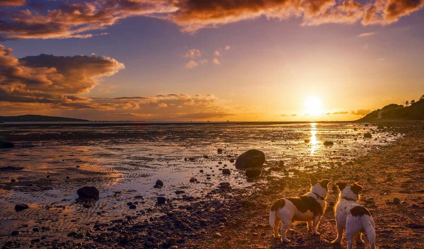 sunset, sea, dog, coast, ice, friend, melhore, infesta