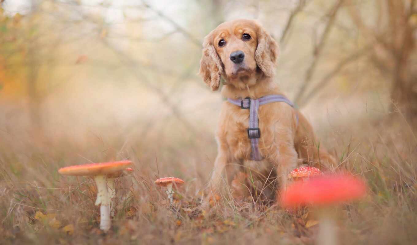 nature, forest, dog, autumn, sadness, mushroom, fly agaric, fore