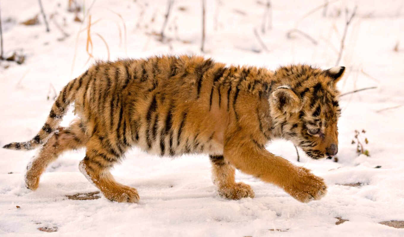 снег, животные, тигр, тигра, мокрый, тигренок, дитя