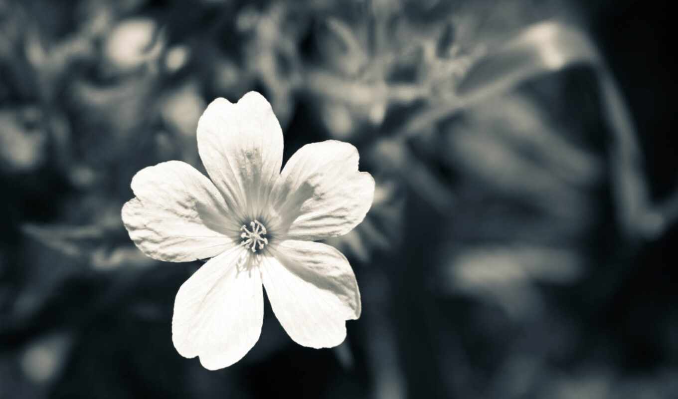 flowers, black, white, white, white, my, seamless