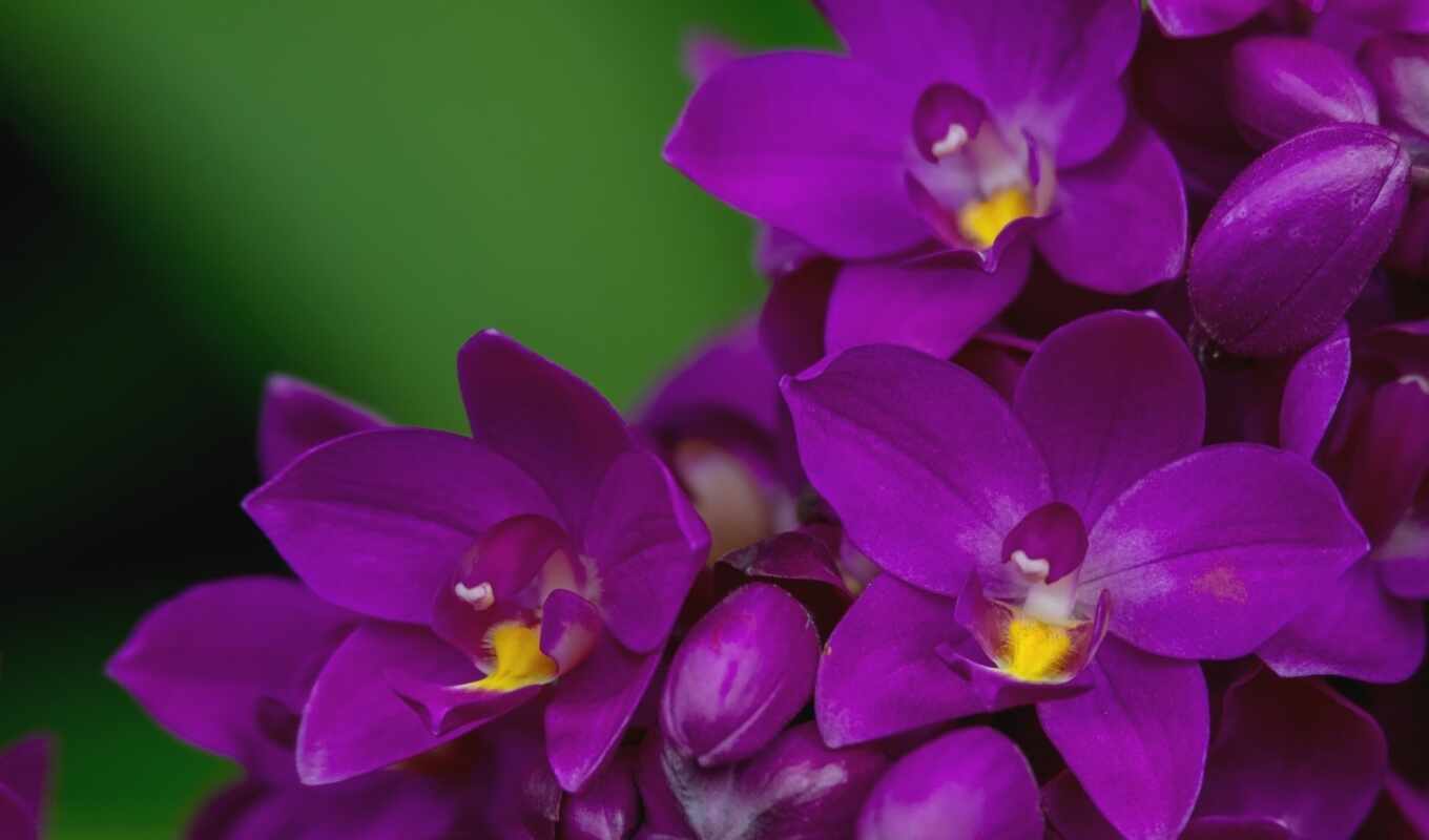 цветы, орхидея, первоцвет