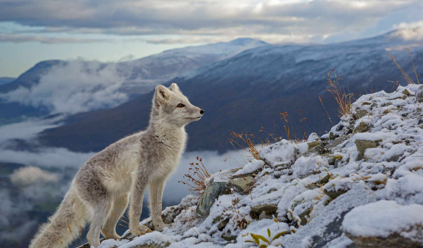 snow, winter, norwegian, arctic fox