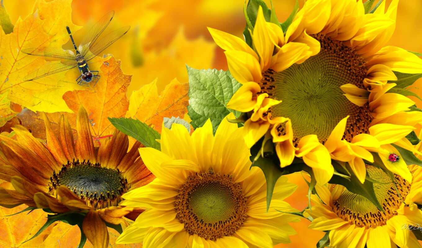 flowers, sunflower, dragonfly, yellow