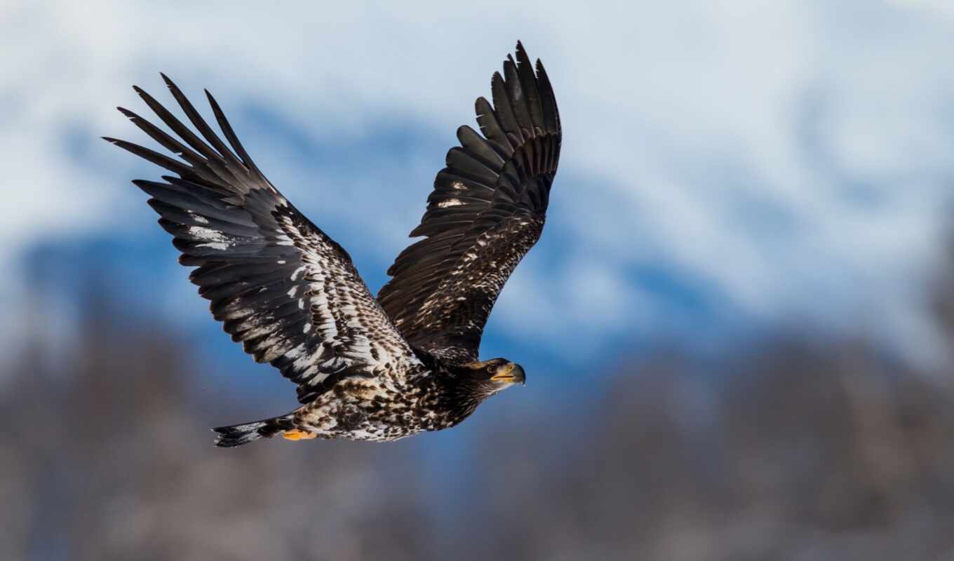 bird, orlan, river, fly, bald, prey