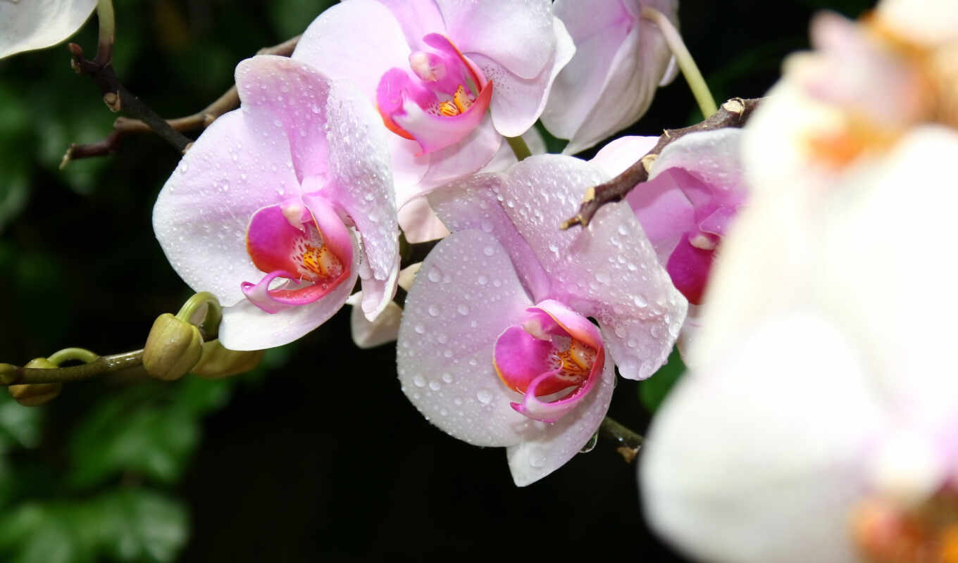 flowers, white, picture, drops, macro, orchids, orchids, exotic, Crimea