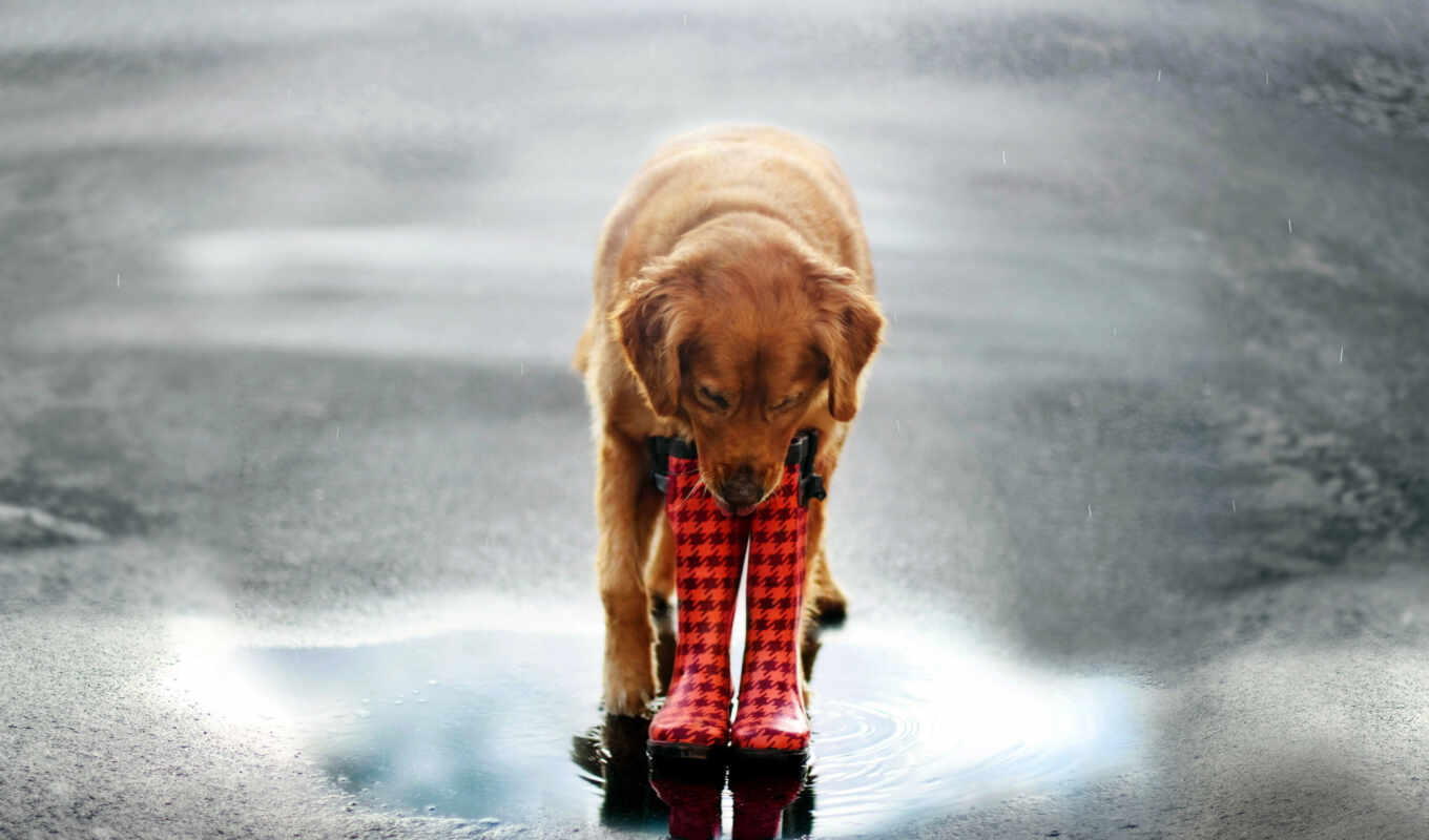 street, dog, dogs, puddle, zhivotnye, boots