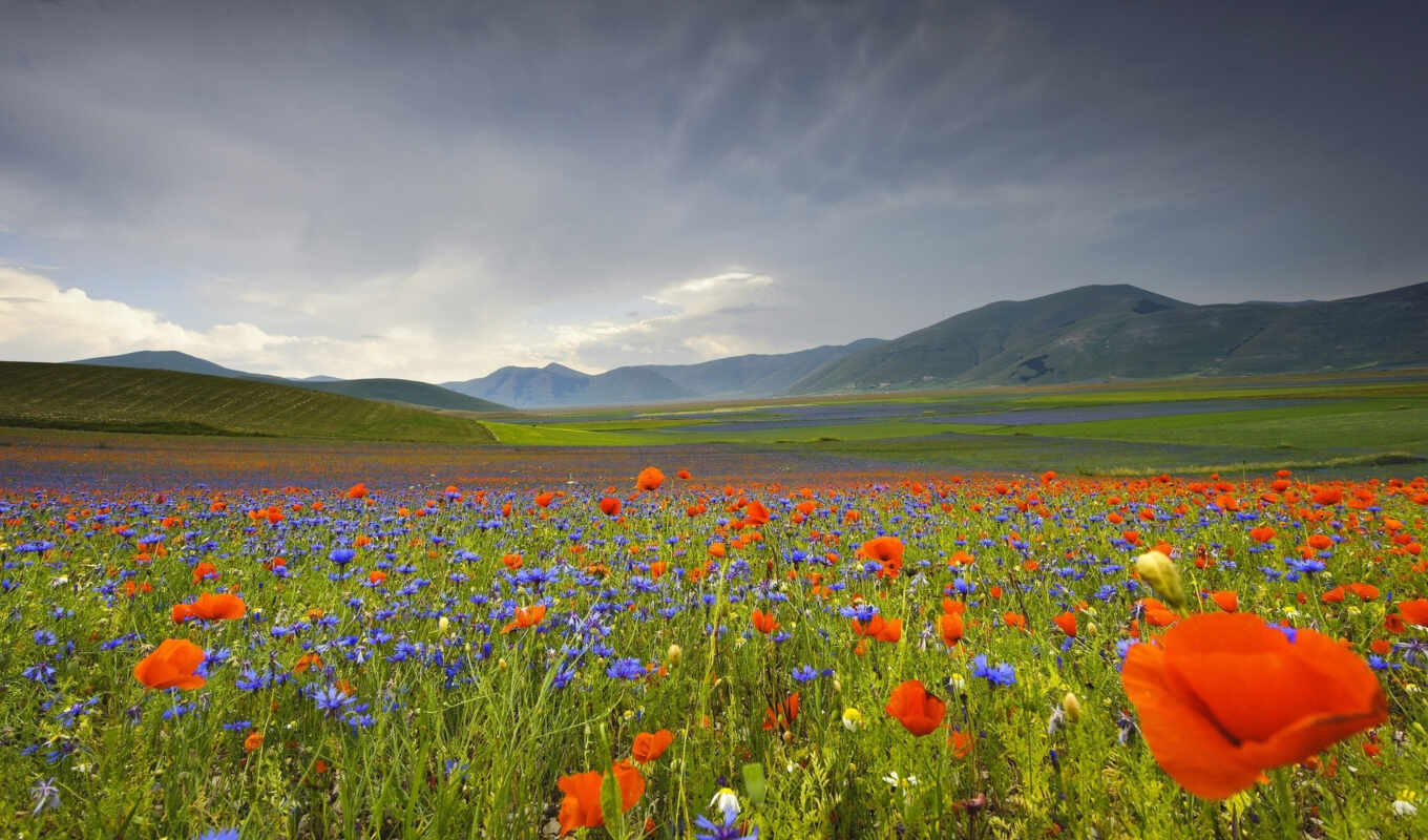 Red, field, italian, green, daisies, cvety, veils, mountains, poppies, umbria