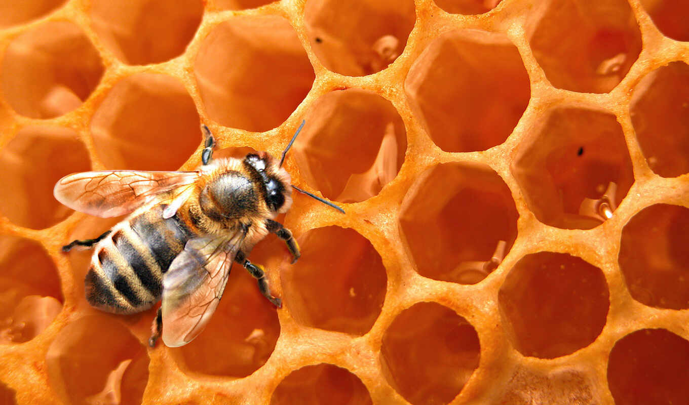 пчелка, картинку, картинка, соты, медом, насекомые, пчелы, сотах, пчелиные