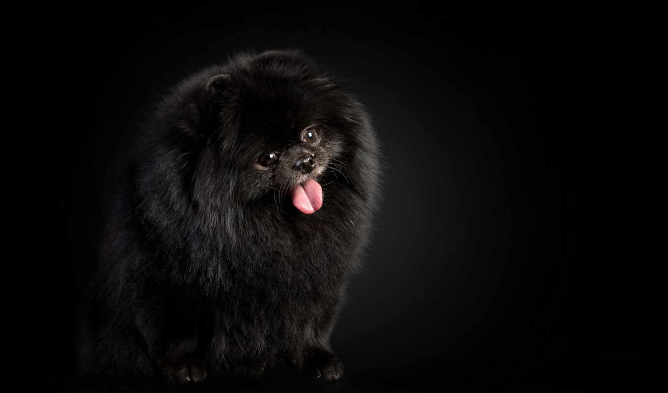 black, собака, шпиц, zhivotnye, рейтинг, на основе, pomeranian, субхема, hond