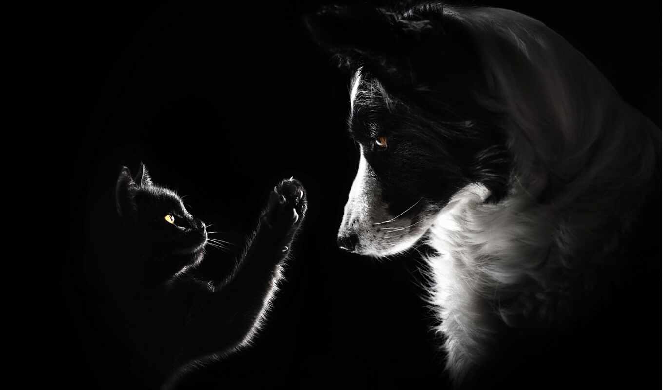 фото, хороший, black, white, кот, собака, animal