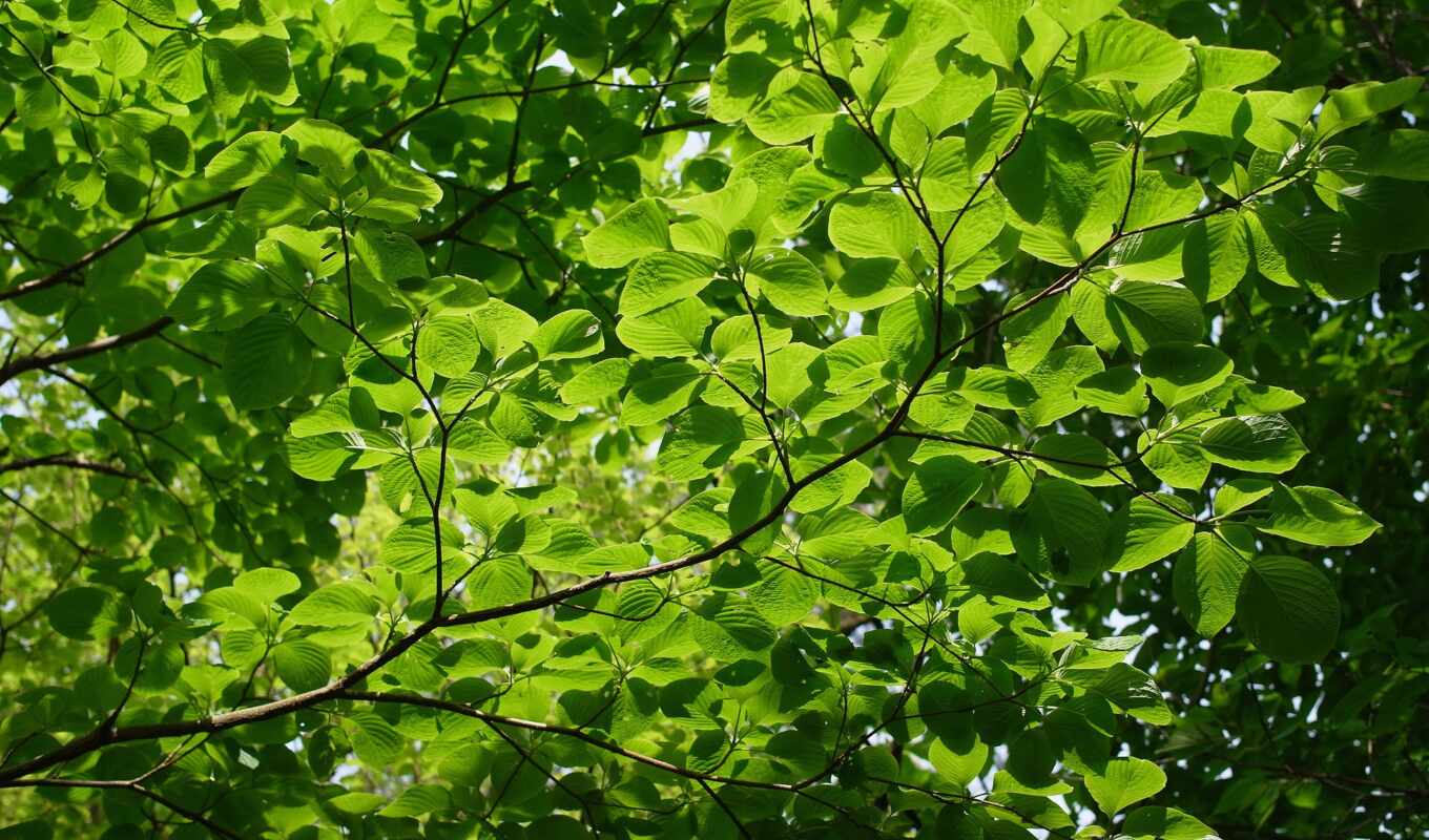 дерево, листва, branch, makryi