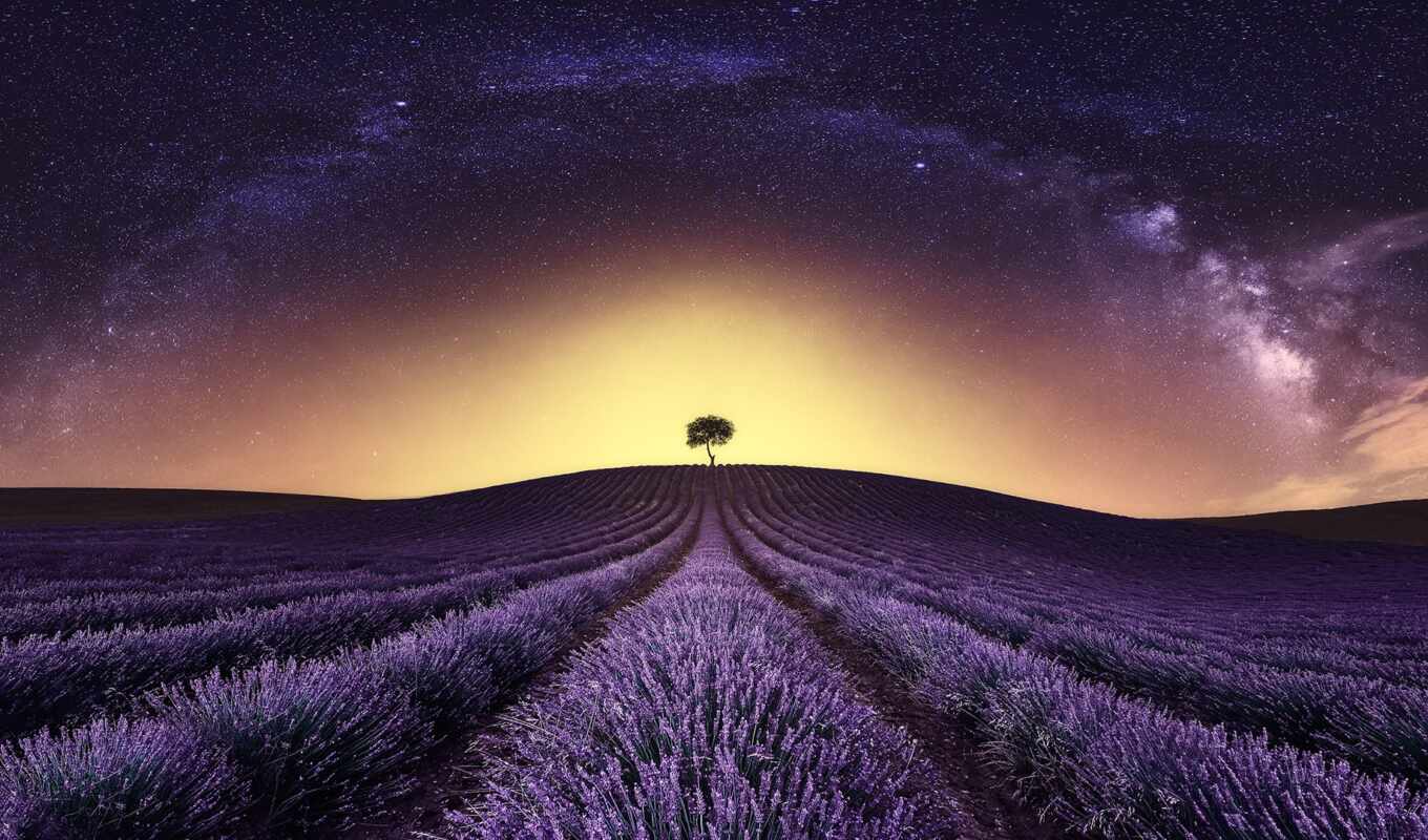 nature, sky, flowers, tree, night, field, landscape, star, milky, way, lavender