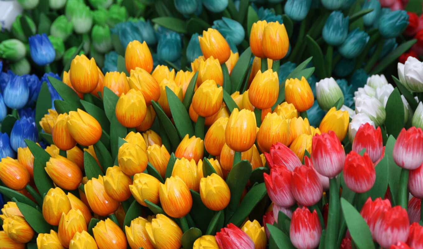 nature, flowers, themes, images, flowers, tulips, diary, virtual, fresia