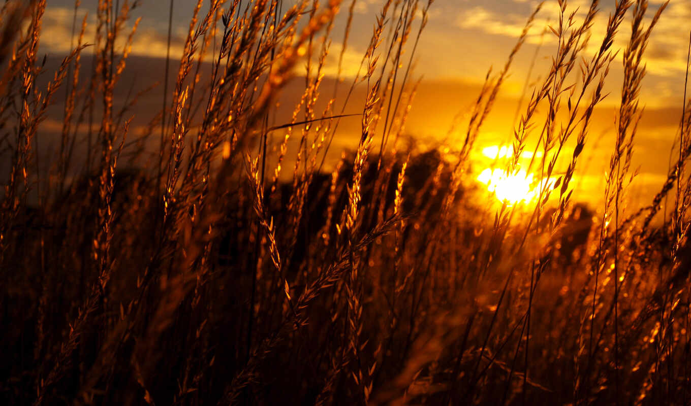 sky, with, sun, grass, sunset, sunset, field, suns, rays, ears of corn