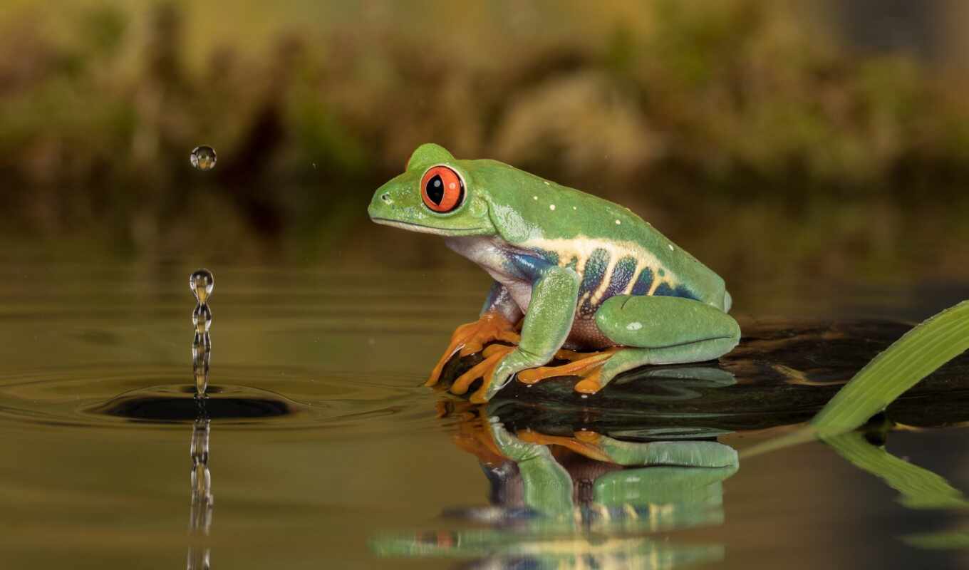 frog