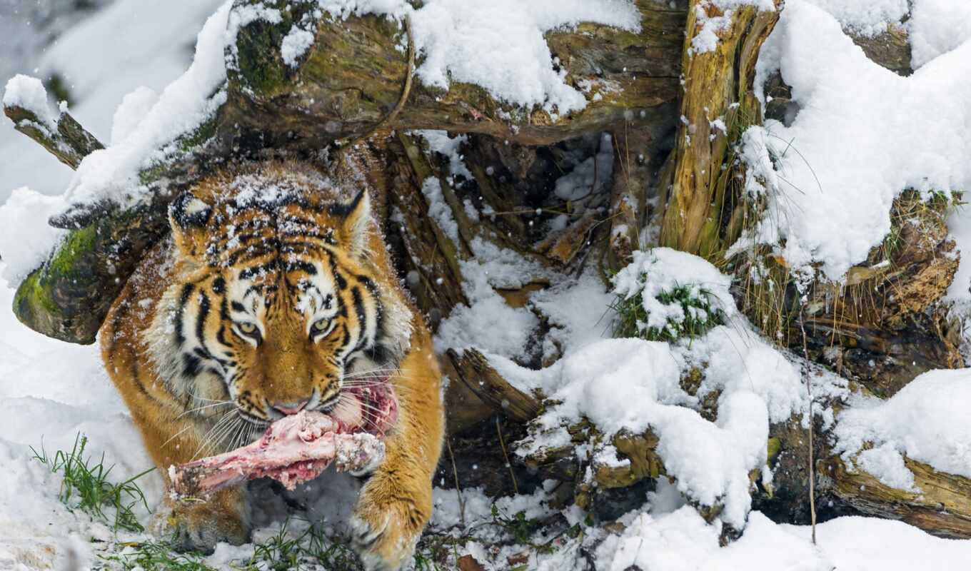 winter, кот, биг, portrait, смотреть, amur, хищник, тигр, animal