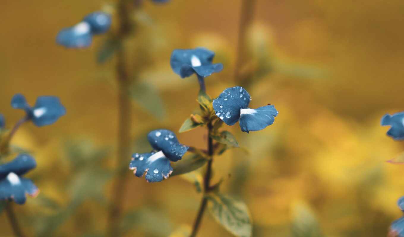 facebook, page, inicial, commelina, wikipediadayflower