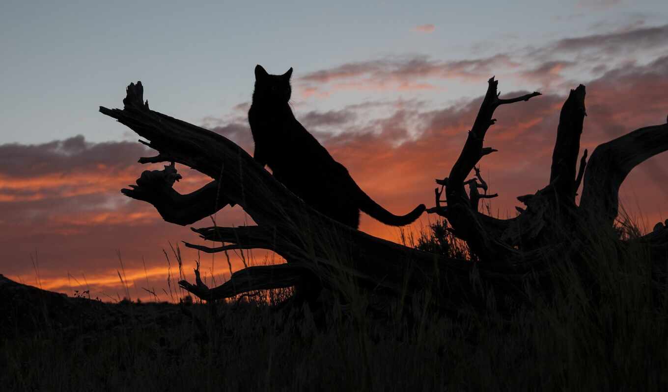 sunset, cat, a shadow