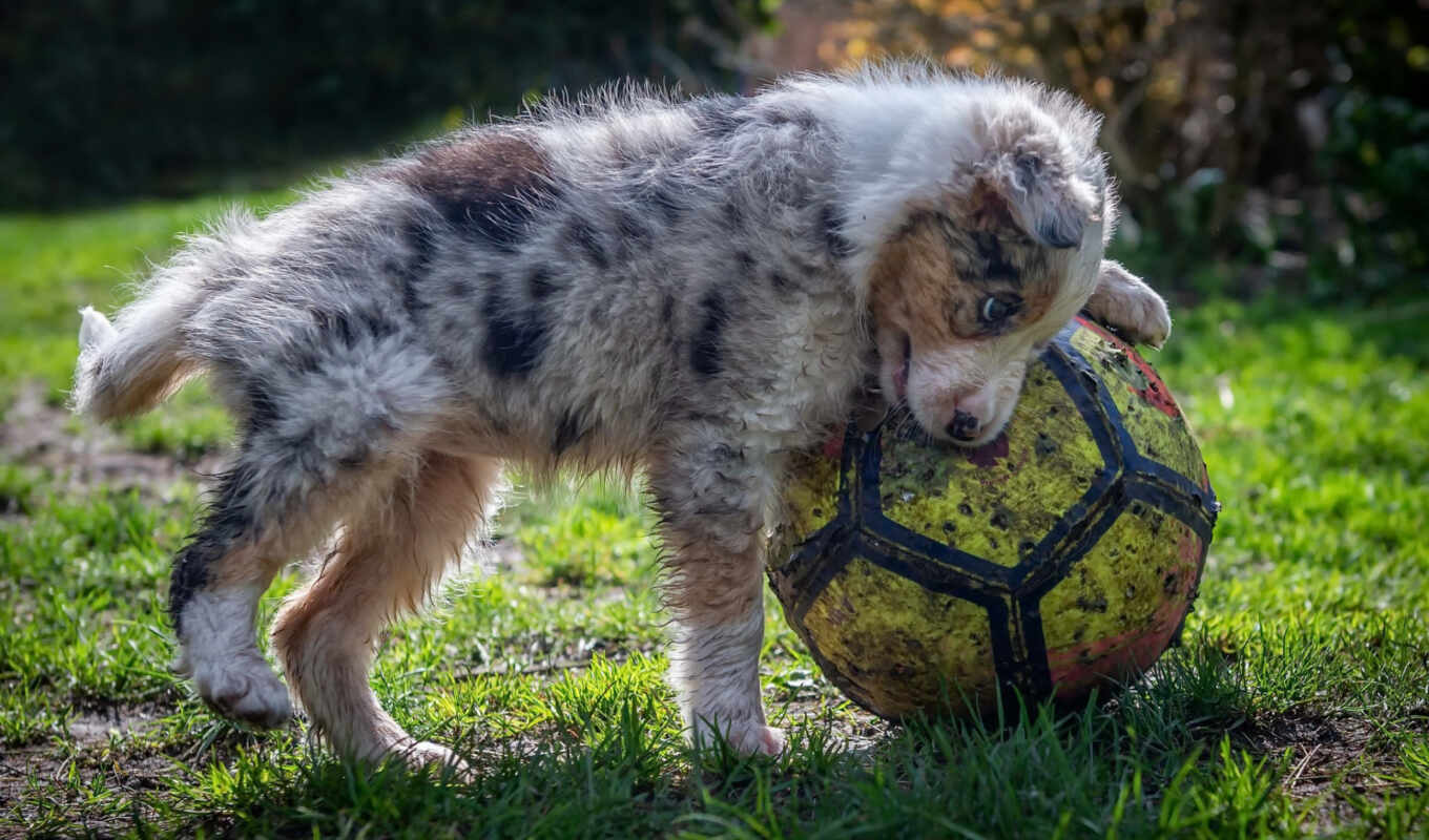 мяч, soccer