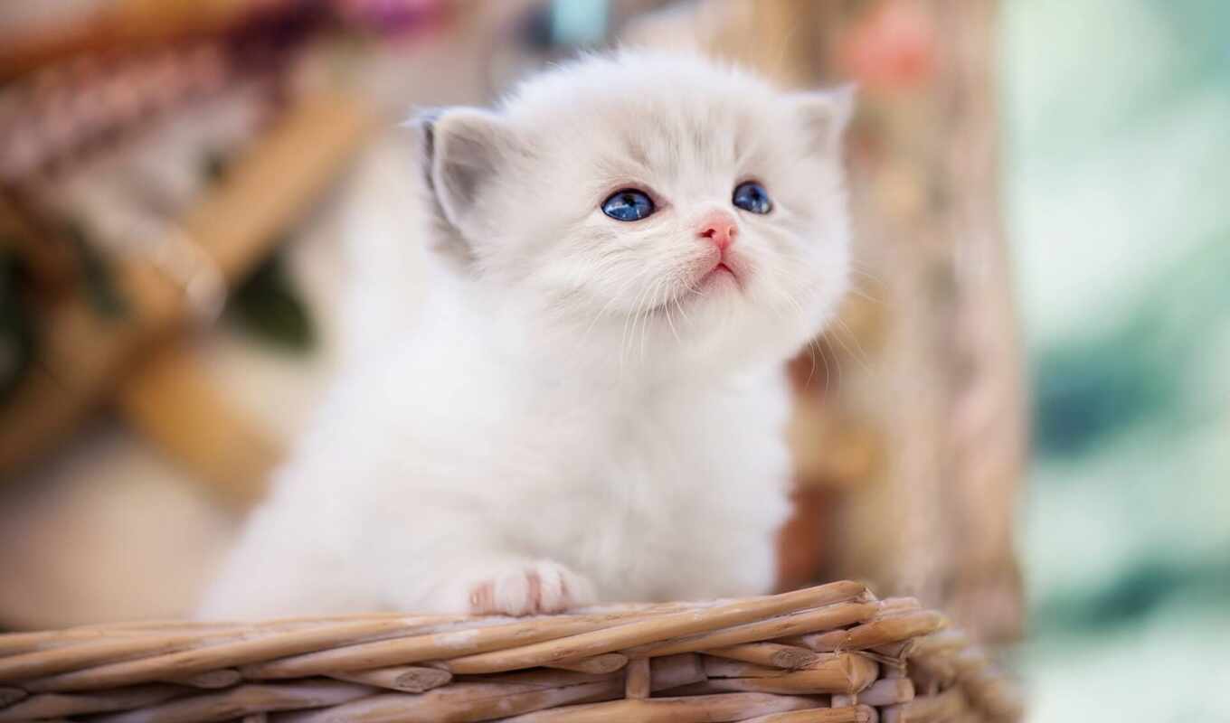 white, глаз, кот, котенок, animal, ragdoll