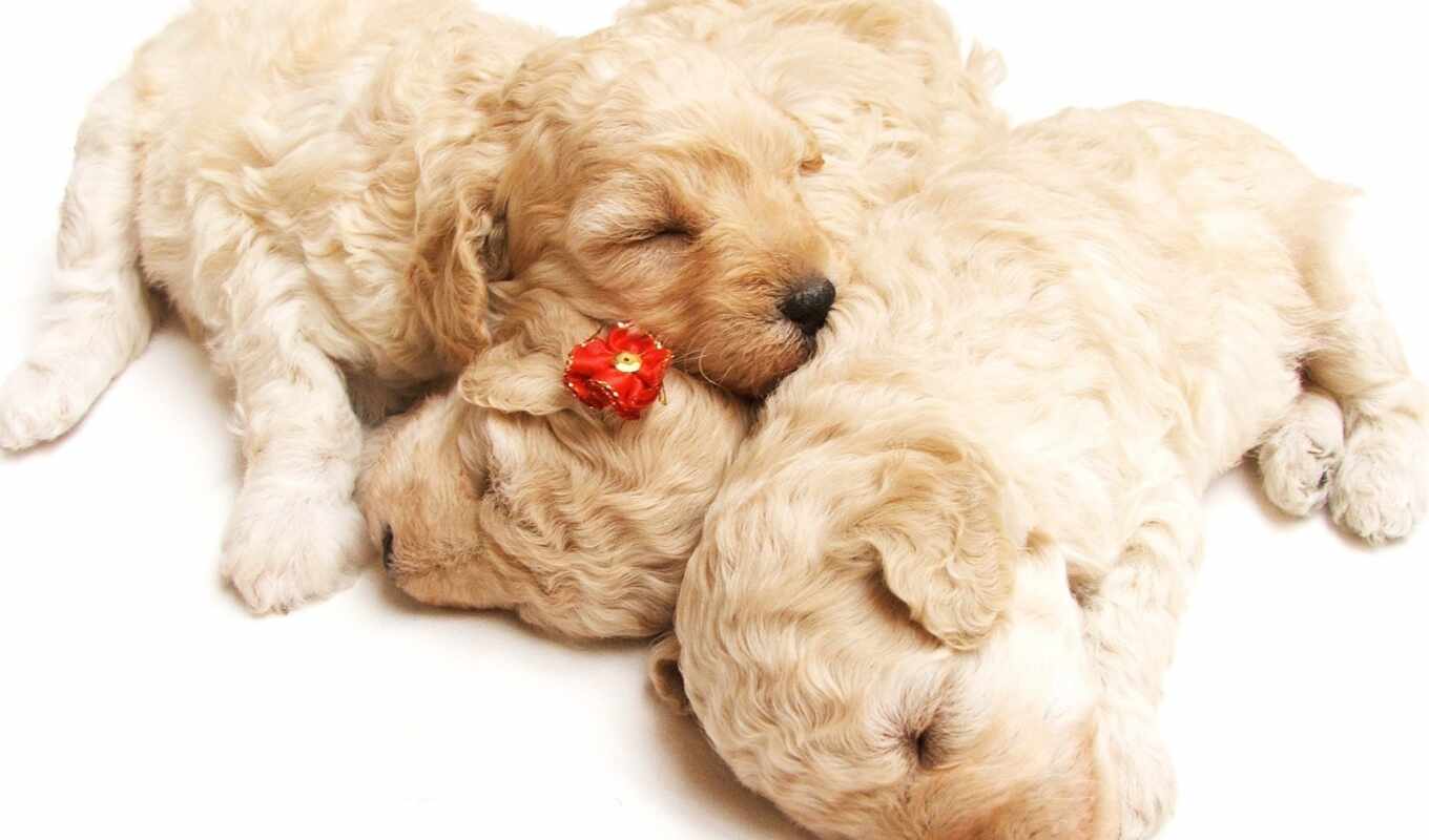 cute, dog, puppy, sleep, animal
