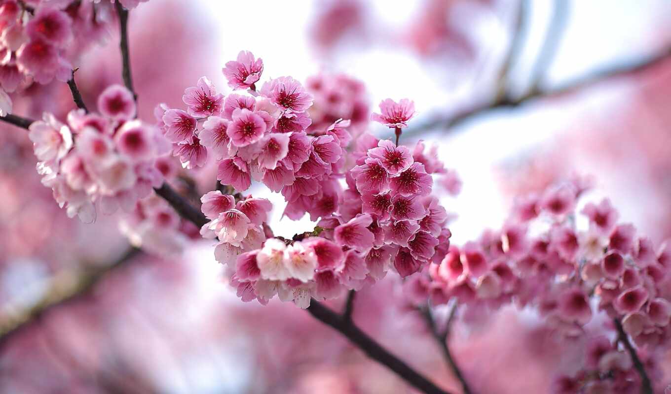 flowers, petals, pink, branch, spring, plant