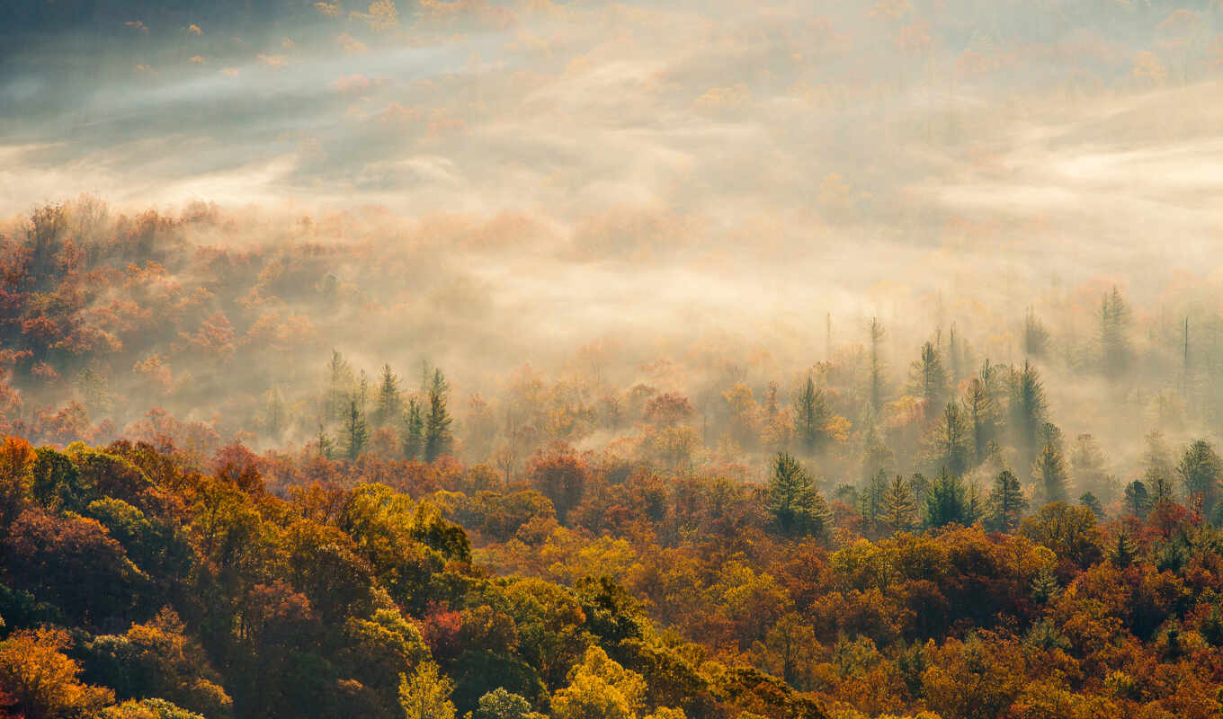 природа, небо, iphone, лес, осень, утро, trees, туман, oblaka, осенью, уж