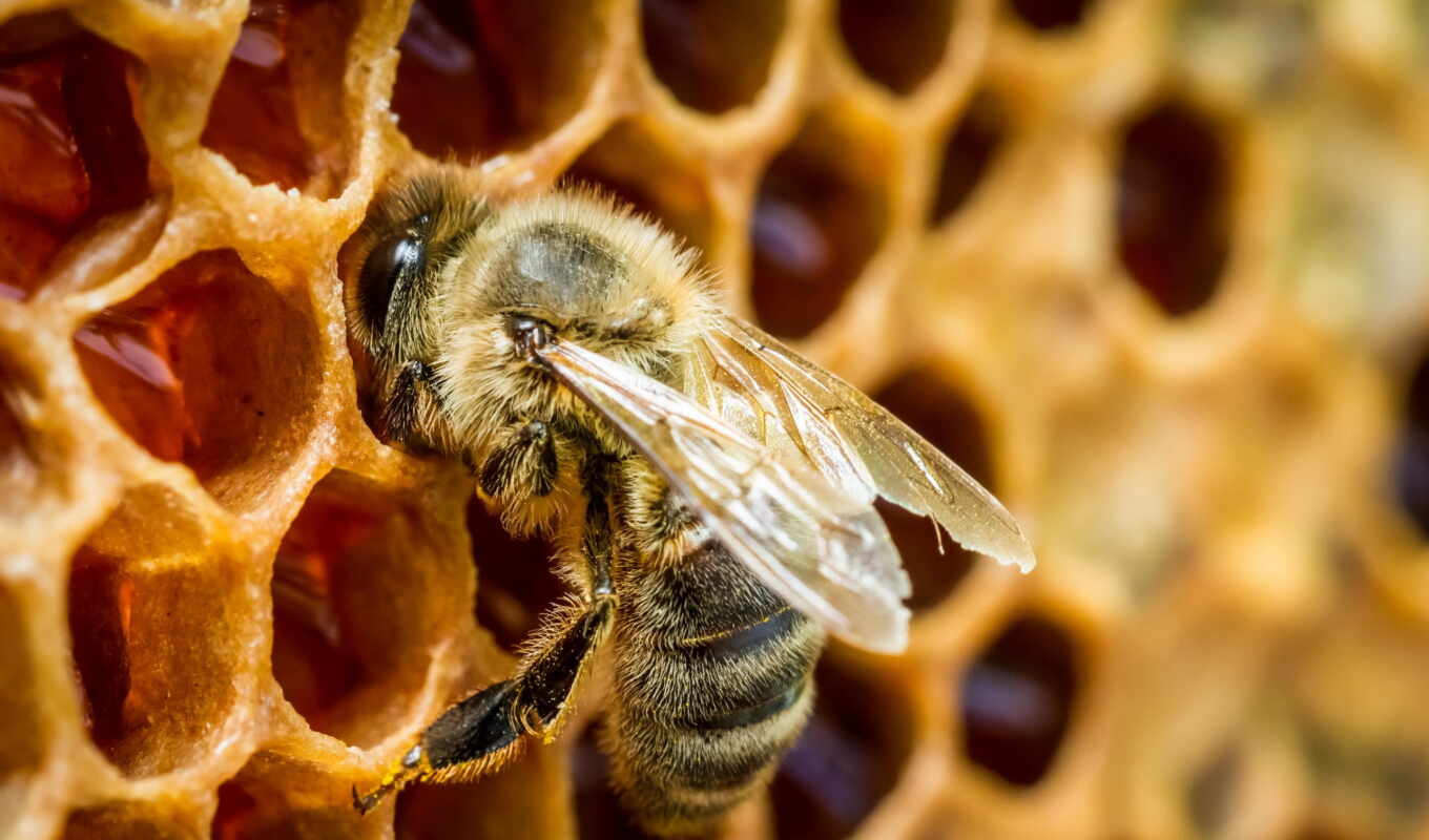 комментарий, блог, les, abeilles, miel, opinions, oxfordwords