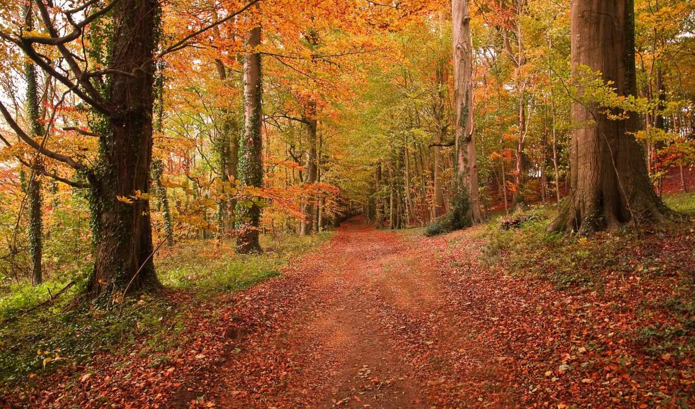 лес, осень, дорога, landscape, пейзажи -, forests, 