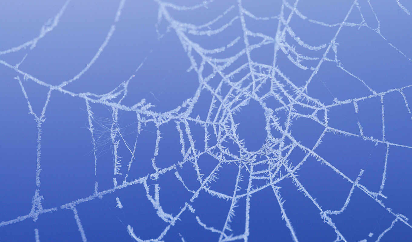 free, images, for, one, spider, as, make, as, web