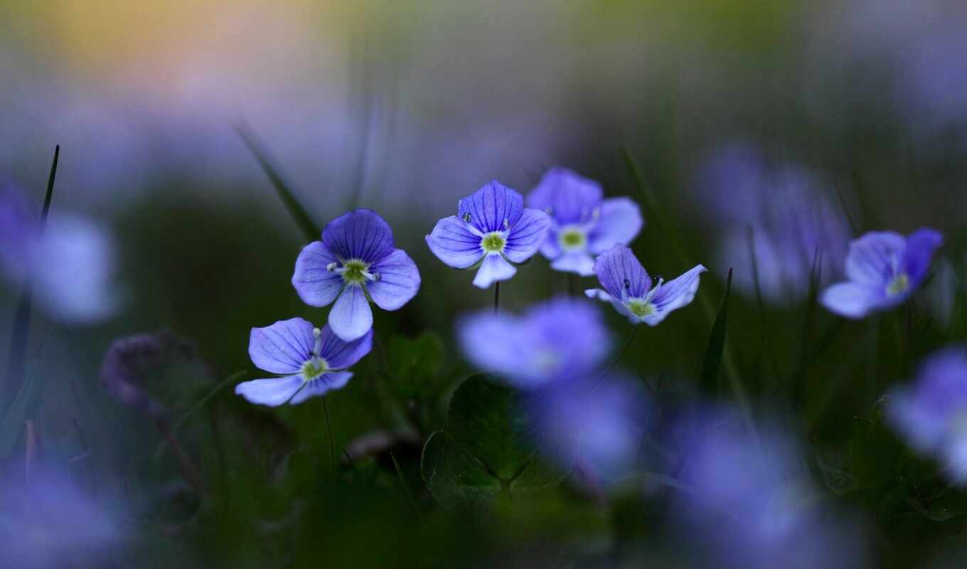 nature, flowers, blue, purple, petal, plant, cvety, blurring, makryi, stoloboi