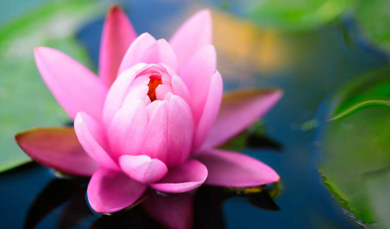 цветы, water, розовый, lotus, lily, кувшинка
