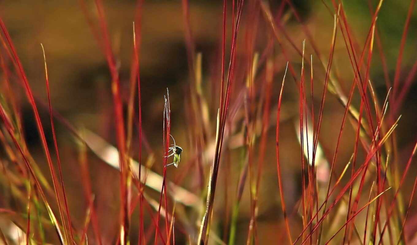 red, grass, insect, besplatnooboi, pxfuelinsect