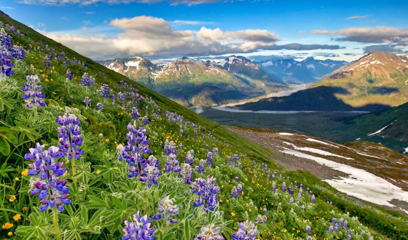 природа, цветы, гора, landscape, usa, облако, park, national, аляска, долина, fjord