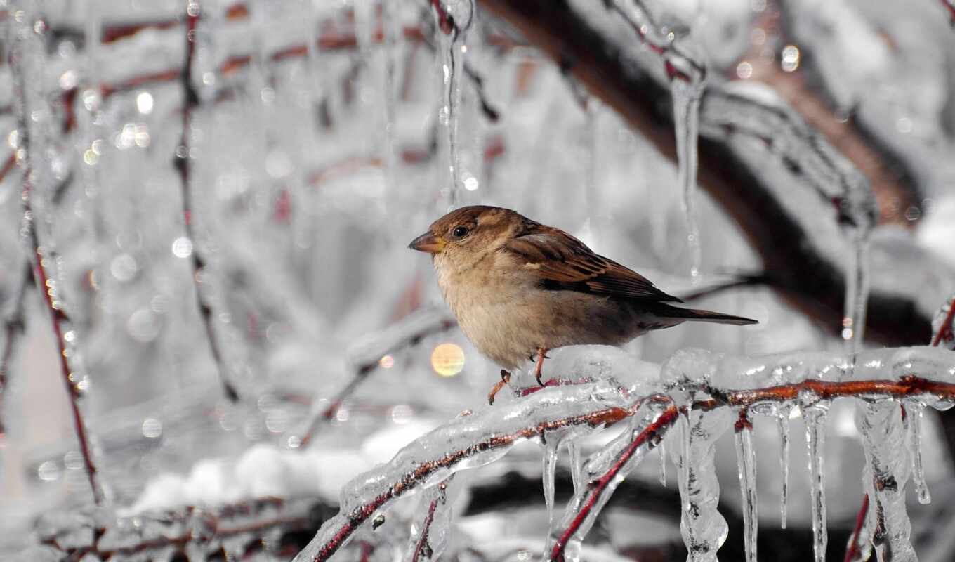 лед, winter, птица, branch, animal, воробей