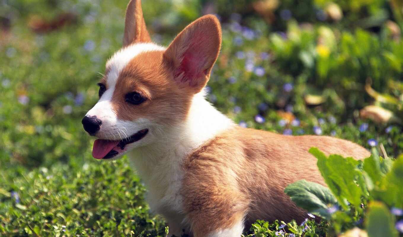 собака, щенок, welsh, corgi