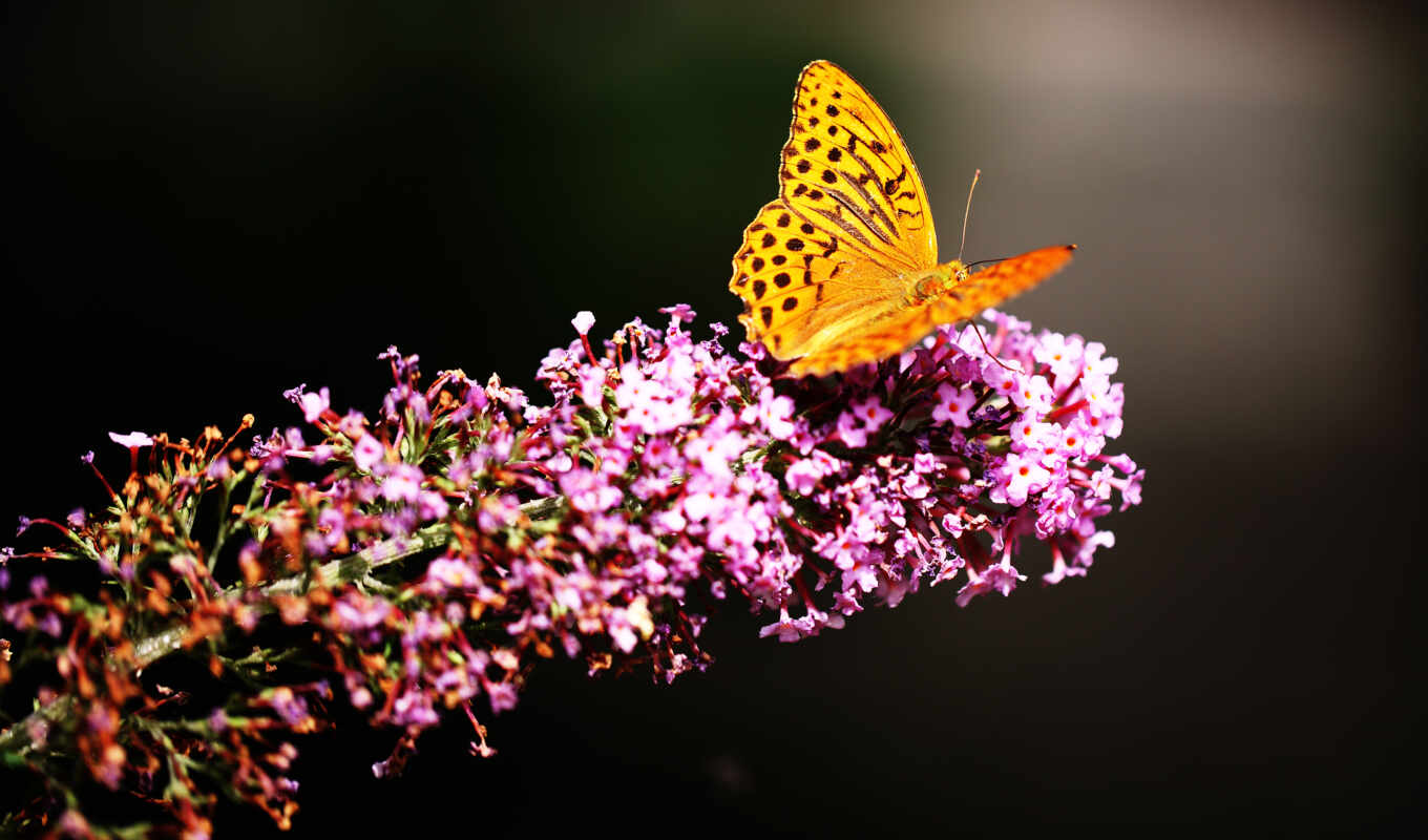 nature, flowers, resolution, butterfly, flowers, insects