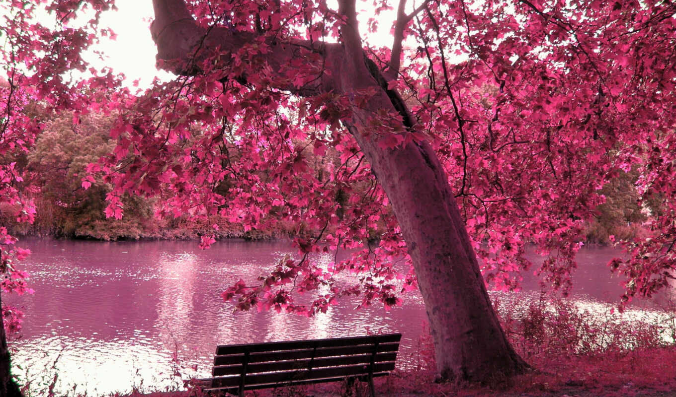 lake, sky, tree, forest, Maria, way, colour, bench, spring, the river